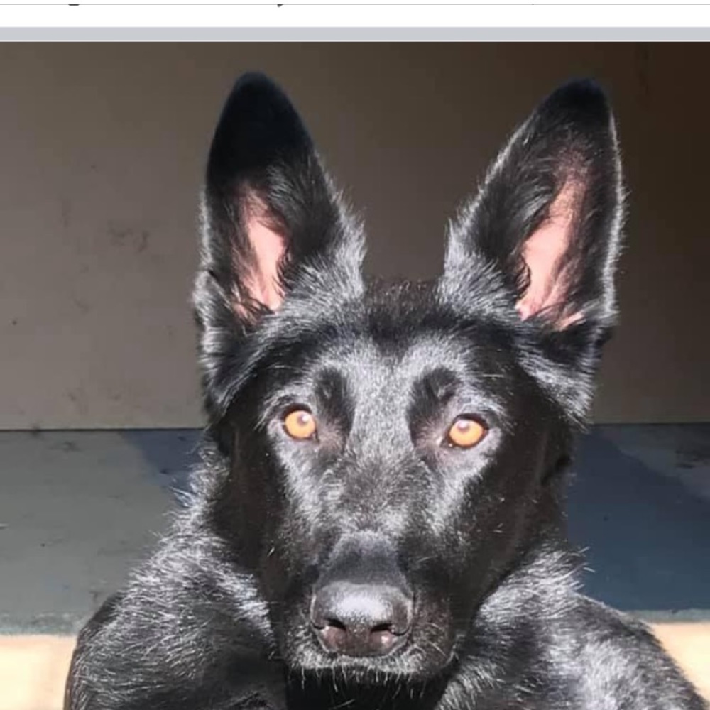 Meet your Posher, Lewis